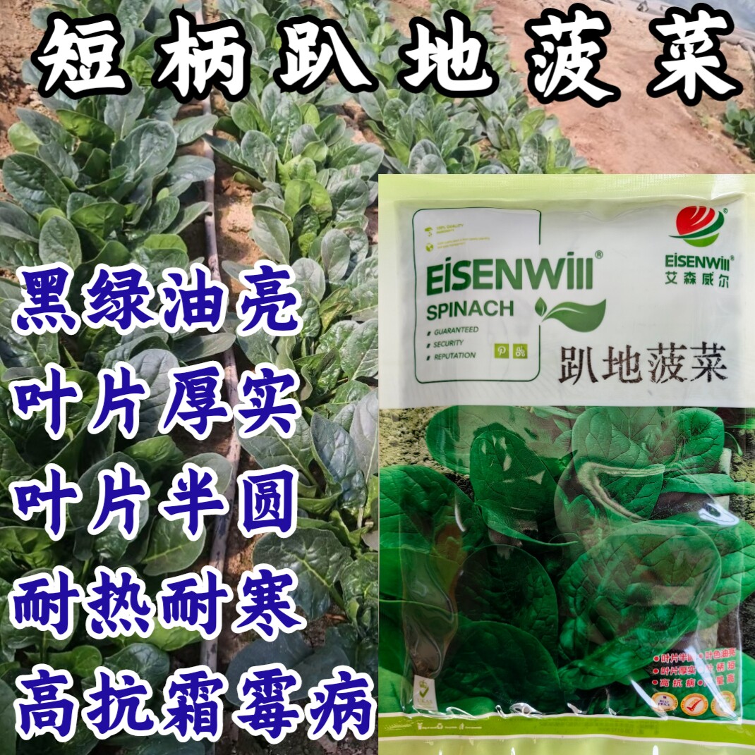 趴地菠菜种子耐热耐寒短梗圆叶越冬抗霜霉病菠菜四季蔬菜种子籽孑