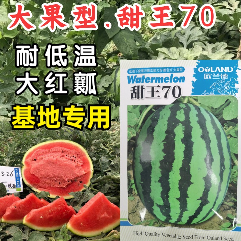 耐低温高产西瓜种子西瓜欧兰德