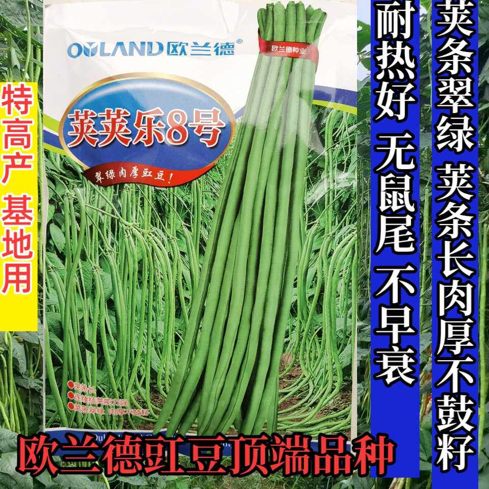 欧兰德荚荚乐8号豇豆种子 荚荚乐八号高产耐湿热翠绿荚豇豆角种子