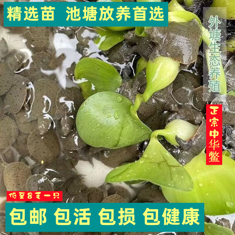 小甲鱼苗外塘生态养殖水鱼中华鳖王八团鱼宠物龙鱼饲料活体包邮