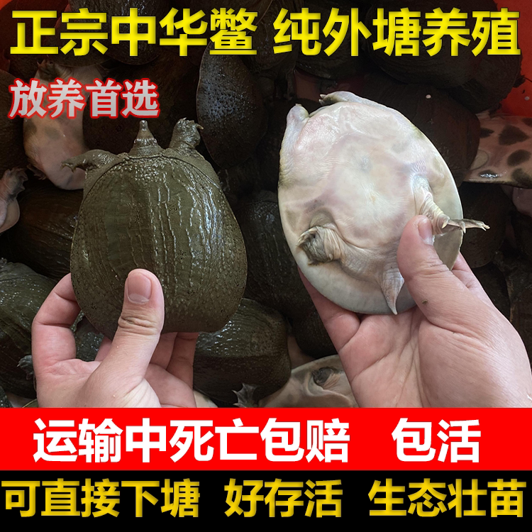 2两-1斤中华纯外塘甲鱼鳖苗鲜活王八苗生态基地现抓现发包活到家