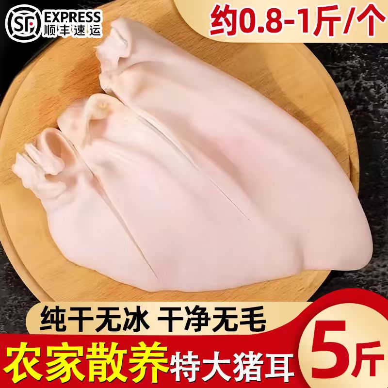 新鲜冷冻生猪耳干净去毛