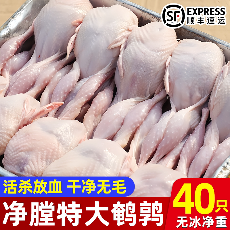 新鲜现杀40只特大号鹌鹑去血带皮母鹌鹑新鲜冷冻大号鹌鹑烧烤整只