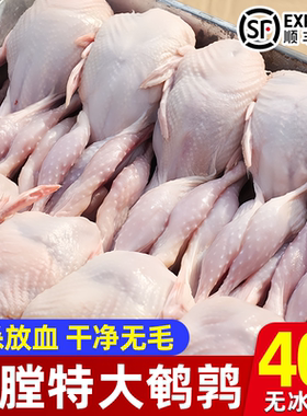 新鲜现杀40只特大号鹌鹑去血带皮母鹌鹑新鲜冷冻大号鹌鹑烧烤整只
