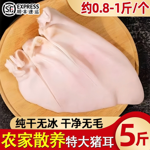 整只猪耳新鲜冷冻生猪耳小根猪耳朵干净去毛猪耳片非无根卤菜批发