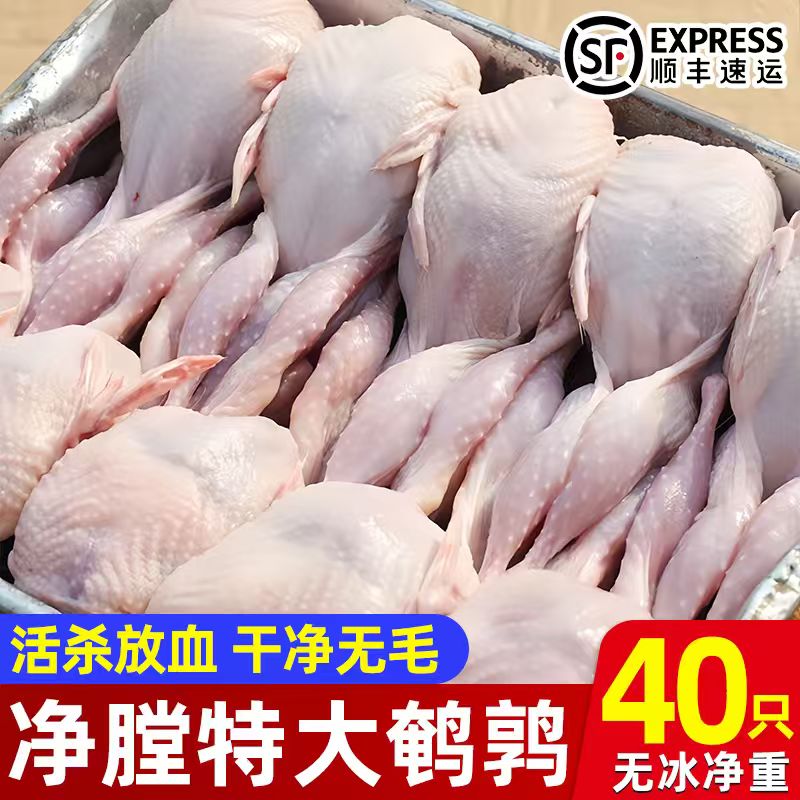 新鲜现杀40只特大号鹌鹑去血带皮母鹌鹑新鲜冷冻大号鹌鹑烧烤整只