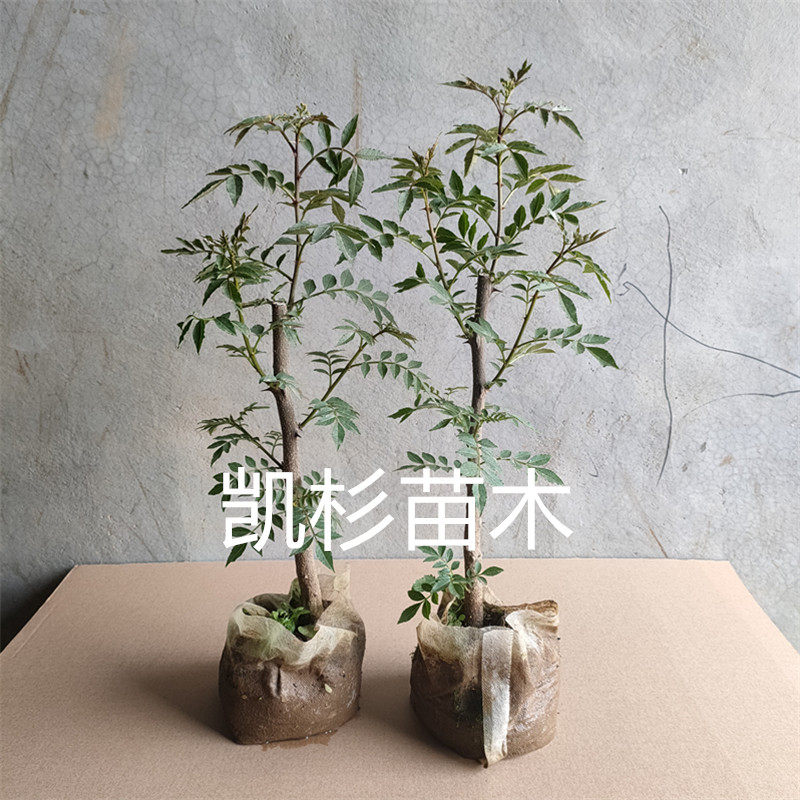 花椒苗树原盆带土带叶发货四川麻椒青花椒大红袍花椒树南北方种植