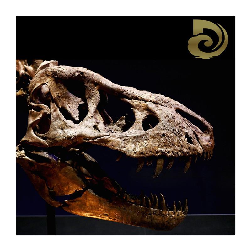 大型景区仿真霸王龙玻璃钢骨架室内博物馆恐龙头骨化石展览模型