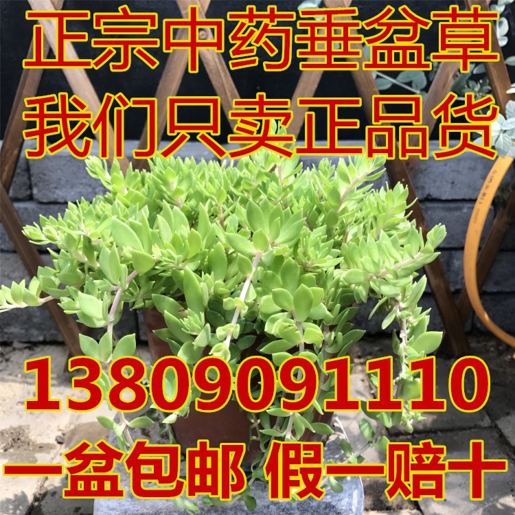 多肉植物种苗价格 多肉植物种苗图片 星期三