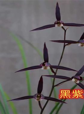 当年开花老种黑紫兰小雪素兰花苗客厅庭院阳台T浓香花卉绿植盆栽