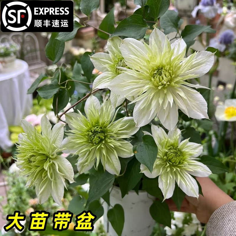 华川铁线莲大苗爬藤植物粉白色重瓣大花攀爬庭院耐寒爬墙花卉盆栽