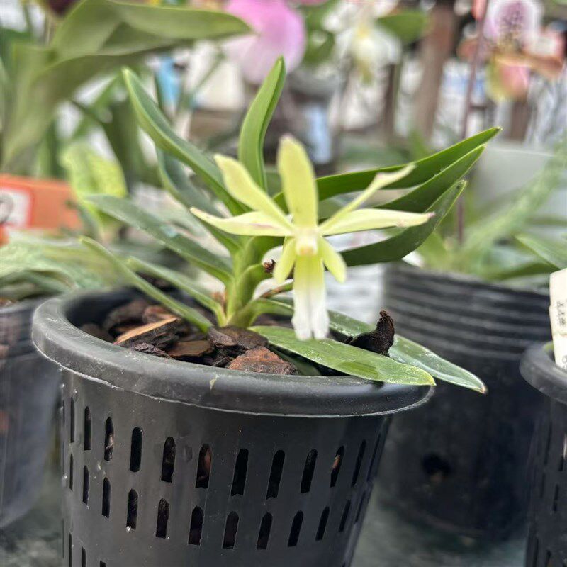 万峰绿缘【奇遇风兰】风兰室内植物好养庭院盆栽