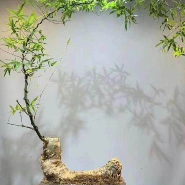。小叶簕竹文人勒竹小叶竹子根苗成品盆栽&桌Q面勒竹桩室内茶绿植