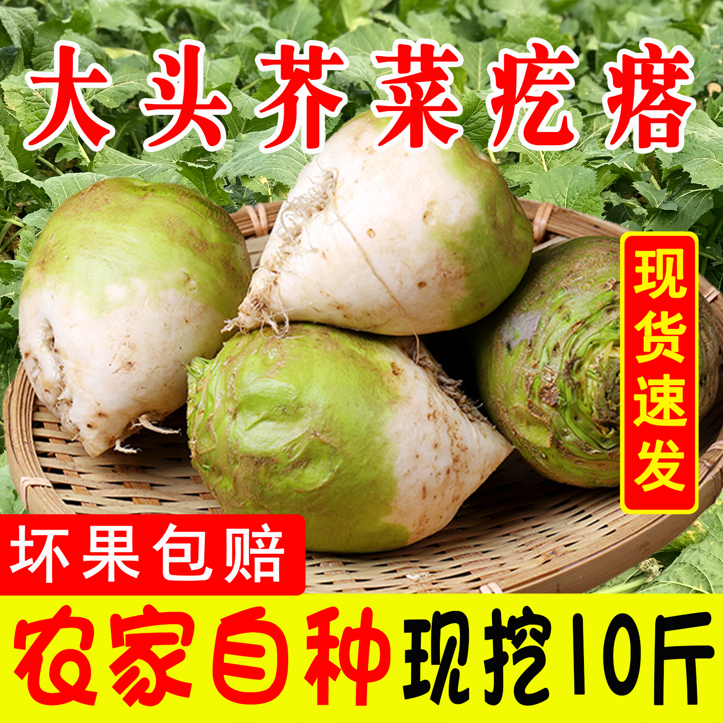 【芥菜疙瘩畅销榜】TOP商家