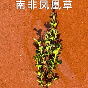 南非凤凰草 又名复活草 学名密罗木 用以抗衰老、健康滋养及科研