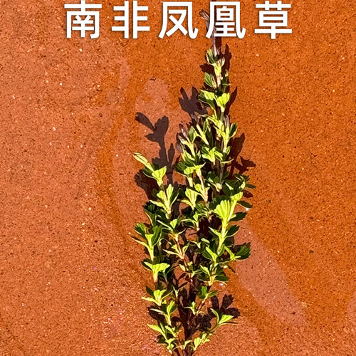 南非凤凰草复活草抗老超人参奇草