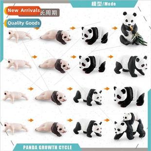 life stage children Panda education cycle early cogni growth