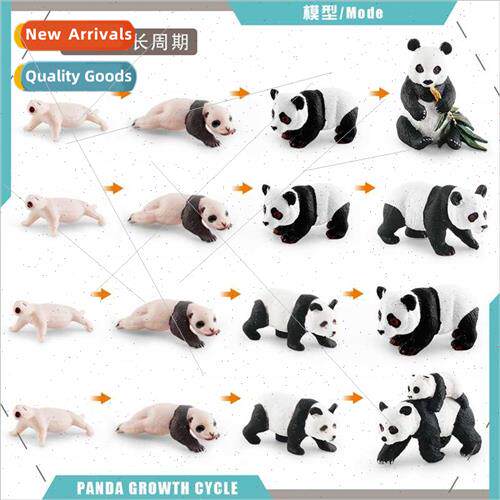 Panda growth cycle life stage children early education cogni