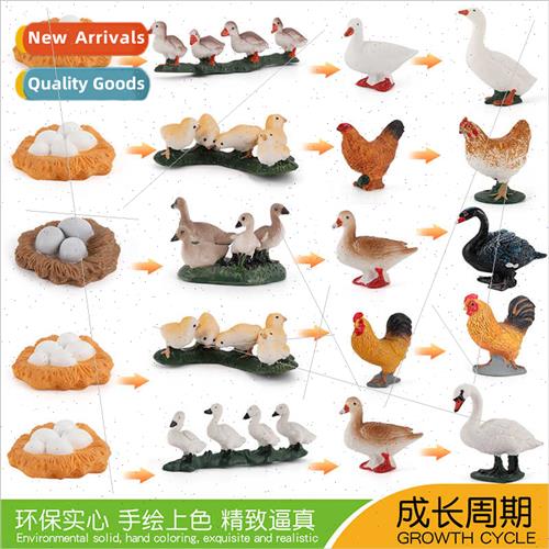 Chickens ducks geese poultry animal growth cycle solid stati