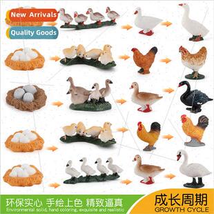 poultry animal growth Chickens solid geese cycle stati ducks