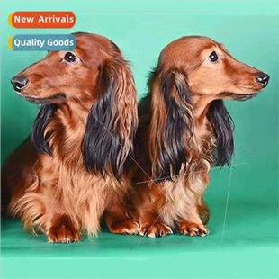DIY two diamond painting hand round new full Diamond puppies