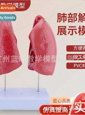 Natural Large ng Anatomy Medical Human ng Segment ng Anatomy