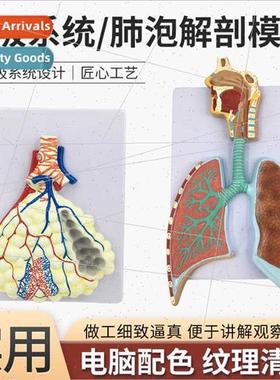 Human Respiratory Anatomy Model ng Anatomy Respiratory Relie