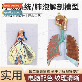 Human Respiratory Anatomy Model ng Anatomy Respiratory Relie
