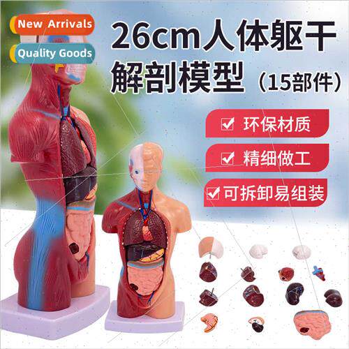 28cm human torso anatomical model organs detachable medical