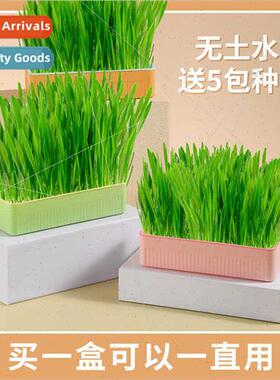 Hydroponic Cat Grass Box Lazy Cat Grass Growing K Cat Snacks
