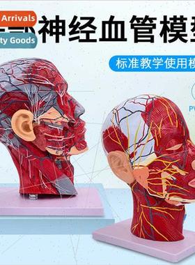 Human head face wh cerebrovascular nerve model neck anatomy