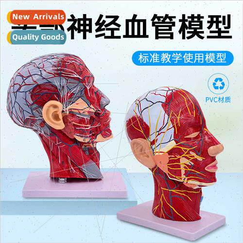 Human head face wh cerebrovascular nerve model neck anatomy