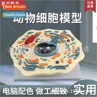 Animal Cell Model Microstructure Anatomy Model Cell Membrane