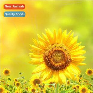 new sunflower full DIY diamonds painting round paste diamond