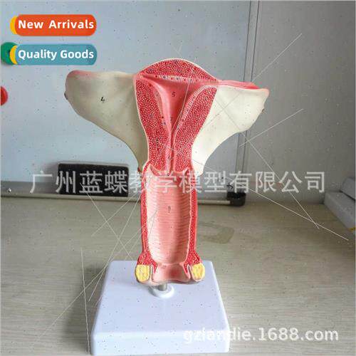 Normal Uterus Model Reproductive Medicine Medical  Model Fem