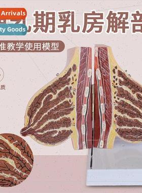 Anatomical model lactating female breast Resting breast stru