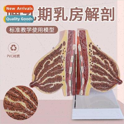 Anatomical model lactating female breast Resting breast stru