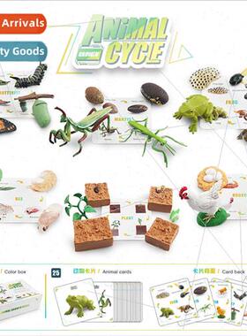 mulation Growth Cycle Color Box Set Plant Bee Butterfly Roos