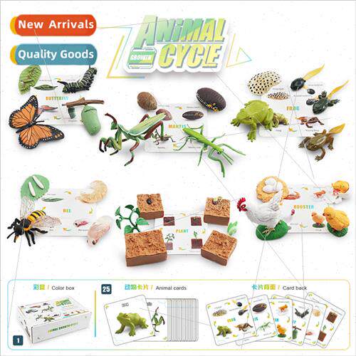 mulation Growth Cycle Color Box Set Plant Bee Butterfly Roos
