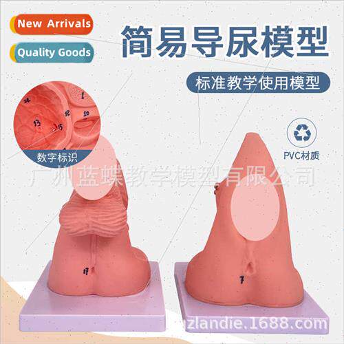 Female perineum anatomical model human reproductive anatomic