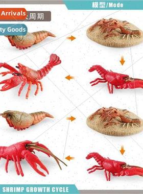 Mini animal shrimp growth cycle life stage cognive desktop o