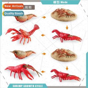 growth cycle desktop animal cognive shrimp stage Mini life