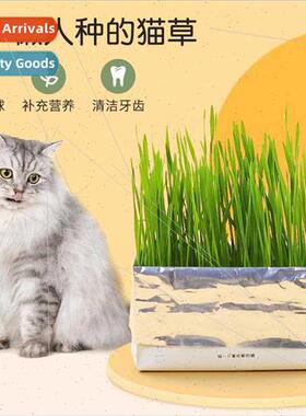 Soilless Hydroponics Lazy Cat Grass K Cat Snacks Vermicule O