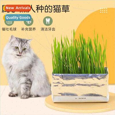 Soilless Hydroponics Lazy Cat Grass K Cat Snacks Vermicule O