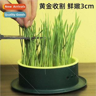 Pot Soilless Hydroponic New Box Grass Seed Set Cat