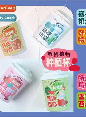 Spring wild at home manzana flower small potted plants offic