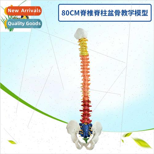 80cm spine spine pelvis teaching human spine color demonstra