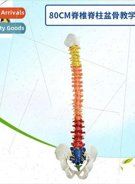 80cm spine spine pelvis teaching human spine color demonstra
