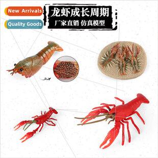 mulation marine mini animal model crayfish growth cycle scie