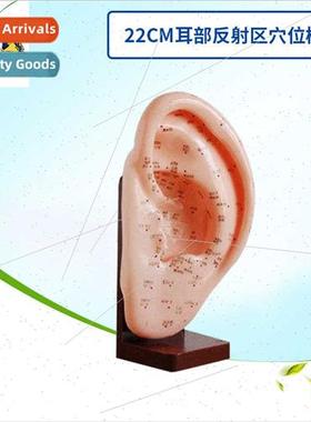 Ear model/ear massage model/ear reflex zone points/ear acupu